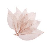 Maxbell 100Pcs Natural Magnolia Skeleton Leaf  Card Scrapbook Leaves Blue and Brown