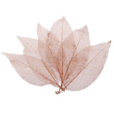 Maxbell 100Pcs Natural Magnolia Skeleton Leaf  Card Scrapbook Leaves Blue and Brown