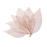 Maxbell 100Pcs Natural Magnolia Skeleton Leaf  Card Scrapbook Leaves Blue and Brown