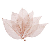 Maxbell 100Pcs Natural Magnolia Skeleton Leaf  Card Scrapbook Leaves Blue and Brown