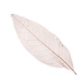 Maxbell 100Pcs Natural Magnolia Skeleton Leaf  Card Scrapbook Leaves Blue and Brown