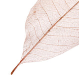 Maxbell 100Pcs Natural Magnolia Skeleton Leaf  Card Scrapbook Leaves Blue and Brown