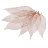 Maxbell 100Pcs Natural Magnolia Skeleton Leaf  Card Scrapbook Leaves Blue and Brown