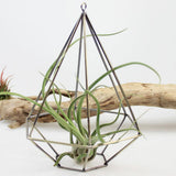 Maxbell Phenovo Hanging Metal Air Plant Holder Pot Container 20cm - Aladdin Shoppers