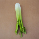 Maxbell 2x Artificial Shanghai Cabbage Imitation Food Store Cabinet Display Decor