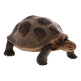 Maxbell Maxbell Realistic Animal Model Figurine Action Figures Educational Toy Tortoise #1