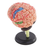 Maxbell Maxbell 4D Disassembled Anatomical Plastic Human Brain Model Science Biology Teaching Learning Tool
