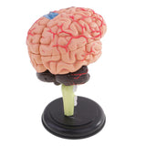 Maxbell Maxbell 4D Disassembled Anatomical Plastic Human Brain Model Science Biology Teaching Learning Tool