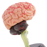 Maxbell Maxbell 4D Disassembled Anatomical Plastic Human Brain Model Science Biology Teaching Learning Tool