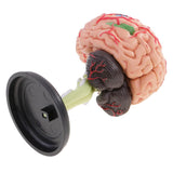 Maxbell Maxbell 4D Disassembled Anatomical Plastic Human Brain Model Science Biology Teaching Learning Tool