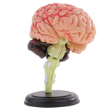 Maxbell Maxbell 4D Disassembled Anatomical Plastic Human Brain Model Science Biology Teaching Learning Tool