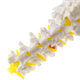 Maxbell Maxbell 1:1 Human Knee Joint Skeleton + 5 Lumbar Vertebrae Coccyx Skeleton Model