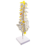 Maxbell Maxbell 1:1 Human Knee Joint Skeleton + 5 Lumbar Vertebrae Coccyx Skeleton Model