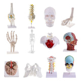 Maxbell 2 PCS 1:1 Lifesize Human Knee Joint Skeleton Model for  Teaching Aid