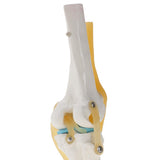 Maxbell Maxbell 1:1 Human Knee Joint Skeleton + 5 Lumbar Vertebrae Coccyx Skeleton Model