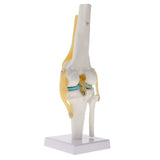 Maxbell Maxbell 1:1 Human Knee Joint Skeleton + 5 Lumbar Vertebrae Coccyx Skeleton Model