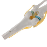 Maxbell Maxbell 1:1 Human Knee Joint Skeleton + 5 Lumbar Vertebrae Coccyx Skeleton Model