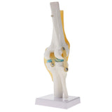 Maxbell 2 PCS 1:1 Lifesize Human Knee Joint Skeleton Model for  Teaching Aid