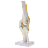 Maxbell Maxbell 1:1 Human Knee Joint Skeleton + 5 Lumbar Vertebrae Coccyx Skeleton Model