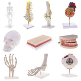 Maxbell 2 PCS 1:1 Lifesize Human Knee Joint Skeleton Model for  Teaching Aid