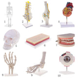 Maxbell 2 PCS 1:1 Lifesize Human Knee Joint Skeleton Model for  Teaching Aid