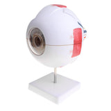 Maxbell Maxbell Simulation 4D Human Eye Ball Model School Teaching Tool Lab Supplies Science Toy