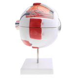 Maxbell Maxbell Simulation 4D Human Eye Ball Model School Teaching Tool Lab Supplies Science Toy