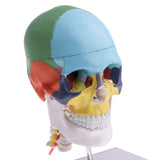 Maxbell Maxbell 1:1 Life size Precise Colored 22 Parts Human Head Skull Skeleton with Cervical Vertebra Model Educational Study Accessories Ornament