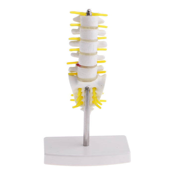Maxbell Maxbell 15cm Replica Human 5 Lumbar Vertebrae w/ Sacrum & Coccyx Model School Teaching Tools Lab Equipment