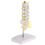Maxbell Maxbell 15cm Replica Human 5 Lumbar Vertebrae w/ Sacrum & Coccyx Model School Teaching Tools Lab Equipment