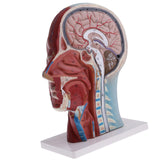Biology Human Head Neck & Skin Anatomy Model Kids Teaching Aids Kit