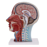 Maxbell Maxbell Median Section of 1:1 Human Head & Neck Superficial Muscle Nerve Model Kit School Teaching Tools Lab Ornament w/Base