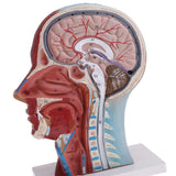 Biology Human Head Neck & Skin Anatomy Model Kids Teaching Aids Kit