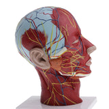 Maxbell Maxbell Median Section of 1:1 Human Head & Neck Superficial Muscle Nerve Model Kit School Teaching Tools Lab Ornament w/Base