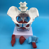 Maxbell Maxbell Highly Detailed 1:1 Lifesize Human Female Pelvis Model w/ Floor Muscles Educative Teaching Kits Lab Supplies