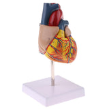 Maxbell Maxbell Human Anatomical Heart Model, Life Size, Detachable 2 Parts, Organ Model Anatomy School Teaching Learning Tools