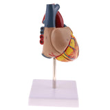 Maxbell Maxbell Human Anatomical Heart Model, Life Size, Detachable 2 Parts, Organ Model Anatomy School Teaching Learning Tools