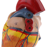 Maxbell Maxbell Human Anatomical Heart Model, Life Size, Detachable 2 Parts, Organ Model Anatomy School Teaching Learning Tools