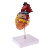 Maxbell Maxbell Human Anatomical Heart Model, Life Size, Detachable 2 Parts, Organ Model Anatomy School Teaching Learning Tools