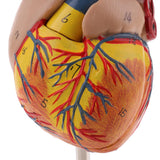 Maxbell Maxbell Human Anatomical Heart Model, Life Size, Detachable 2 Parts, Organ Model Anatomy School Teaching Learning Tools