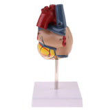 Maxbell Maxbell Human Anatomical Heart Model, Life Size, Detachable 2 Parts, Organ Model Anatomy School Teaching Learning Tools