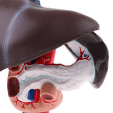 Maxbell Maxbell Life Size Human Liver Pancreas Duodenum Model Anatomical Human Organ Statue Learning Tool Lab Supply
