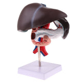 Maxbell Maxbell Life Size Human Liver Pancreas Duodenum Model Anatomical Human Organ Statue Learning Tool Lab Supply