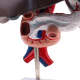 Maxbell Maxbell Life Size Human Liver Pancreas Duodenum Model Anatomical Human Organ Statue Learning Tool Lab Supply