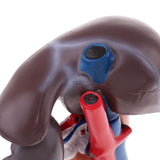 Maxbell Maxbell Life Size Human Liver Pancreas Duodenum Model Anatomical Human Organ Statue Learning Tool Lab Supply