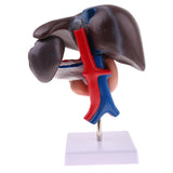 Maxbell Maxbell Life Size Human Liver Pancreas Duodenum Model Anatomical Human Organ Statue Learning Tool Lab Supply