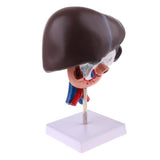 Maxbell Maxbell Life Size Human Liver Pancreas Duodenum Model Anatomical Human Organ Statue Learning Tool Lab Supply