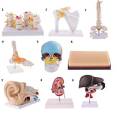 Maxbell Maxbell 1:1 Lifesize Human Shoulder Joint Flexible Model with Ligaments Anatomical Skeletal Collectibles Professional Teaching Tool