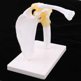 Maxbell Maxbell 1:1 Lifesize Human Shoulder Joint Flexible Model with Ligaments Anatomical Skeletal Collectibles Professional Teaching Tool