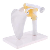 Maxbell Maxbell 1:1 Lifesize Human Shoulder Joint Flexible Model with Ligaments Anatomical Skeletal Collectibles Professional Teaching Tool